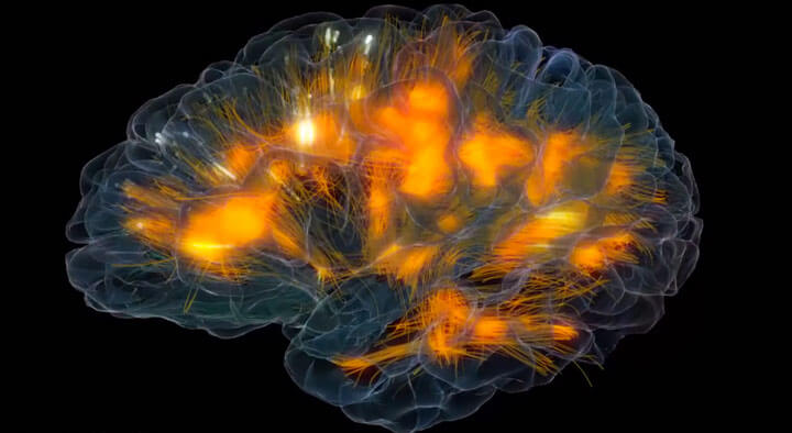 نشاط المخ البشري و الخلايا العصبية
